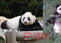 已有专家赴美照看大熊猫丫丫 网友呼吁尽早接回国