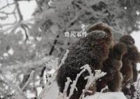 峨眉山猴子的好日子到头了 已经执行了人猴分离的措施