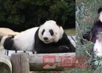美动物园称希望再租借一对年轻熊猫 永远讲述熊猫的故事