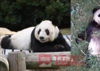 网友呼吁接回旅美大熊猫丫丫 已有专家赴美照看