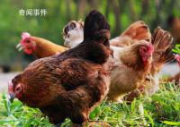 月薪4万招人去非洲养鸡?企业回应