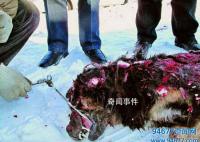 黑龙江藏獒吃人事件 黑龙江藏獒吃人的事是真的吗