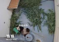 丫丫预计不晚于4月7日回国 未来是否展出需综合考量