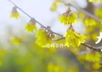 春日里的中国大地色彩斑斓 孕育五谷丰登又一年