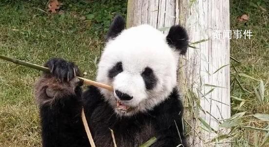 大熊猫“乐乐”死因已初步确定 观察到心脏病变