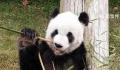 大熊猫“乐乐”死因已初步确定 观察到心脏病变
