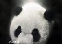 守候大熊猫丫丫平安回国 现在让我们云陪伴大熊猫丫丫平安回国