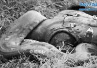 蟒蛇吃人全过程 巨蟒吃人是否真实存在 大蛇吞人图片