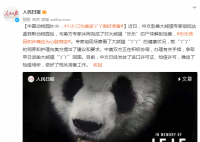 中方已为接返大熊猫丫丫做好准备 中美双方正在积极协调办理有关手续