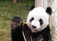 大熊猫“乐乐”死因已初步确定 观察到心脏病变