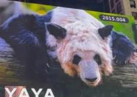 黄晓明期盼丫丫早日回家 愿我们的国宝都能安全健康