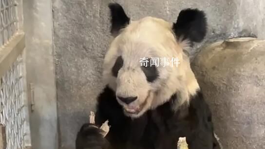 大熊猫丫丫身体状况评估完毕 即将归国
