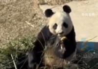 山东养的大熊猫相当炸裂 生活在山东的大熊猫火了