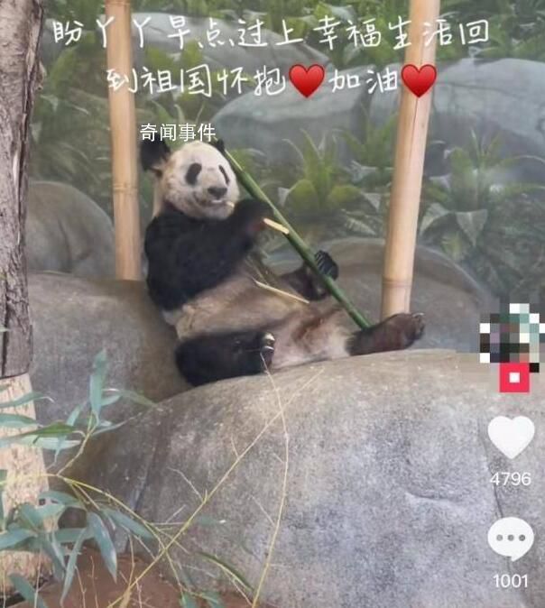 大熊猫为什么近期扎堆回国?