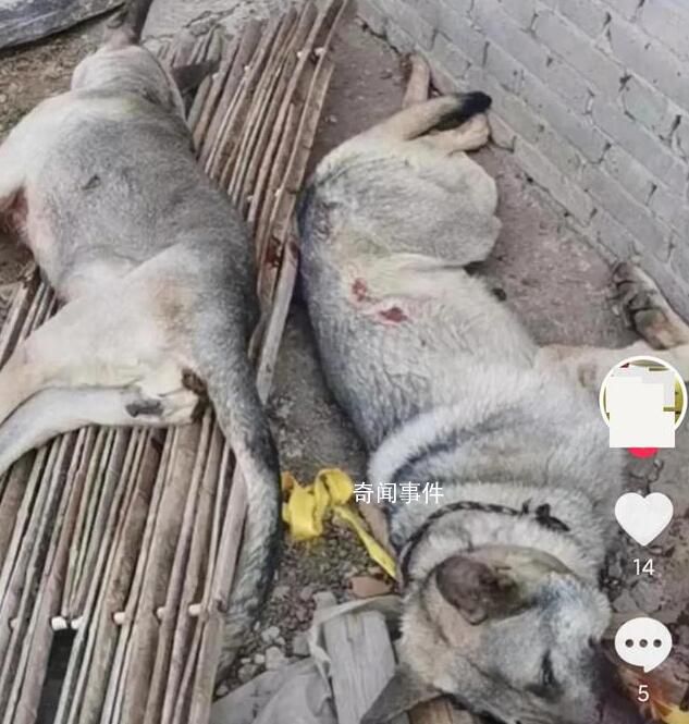 4条狼青犬咬死80多只羊 已击毙两只正寻找主人