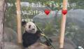 大熊猫为什么近期扎堆回国?