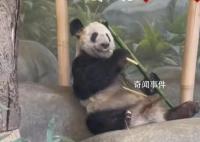 北京动物园已为丫丫备好饲养员 已做好准备迎接大熊猫丫丫