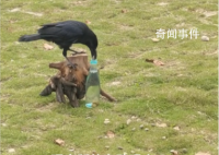 网友拍到现实版“乌鸦喝水” 伊索寓言诚不欺我