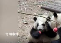 被连续夺笋的大熊猫花花学会了拒绝 网友：今日这一挡挡出了态度