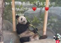 大熊猫为什么近期扎堆回国?