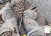 4条狼青犬咬死80多只羊 已击毙两只正寻找主人