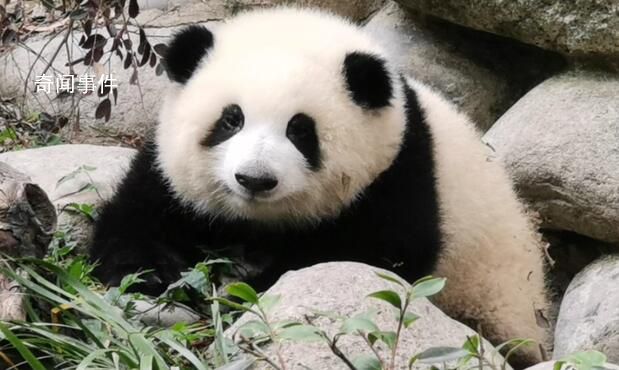 “熊猫和花”已被注册商标 当前商标状态多为注册申请中