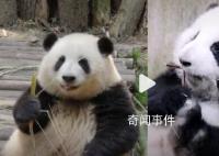 这不是花花是“果赖” 花花可能以为自己叫果赖