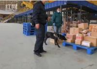 海关工作犬嗅出6只活体甲虫 均为我国尚未分布的外来物种