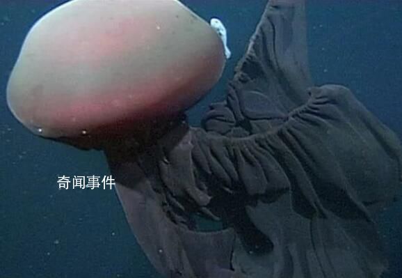 南极洲深海拍到罕见冥河水母 冥河水母真的存在吗