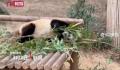 韩国熊猫爷爷用中文介绍福宝一家 网友：在爱里长大的福宝