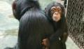 济南动物园小黑猩猩柒仔去世 初判系突发疾病