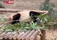 韩国熊猫爷爷用中文介绍福宝一家 网友：在爱里长大的福宝