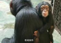 济南动物园小黑猩猩柒仔去世 初判系突发疾病