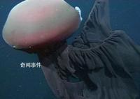 南极洲深海拍到罕见冥河水母 冥河水母真的存在吗