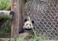 在美华人称丫丫饮食条件已有改善 目前飞机已在准备中