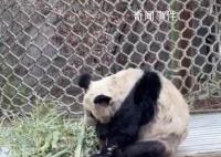 在美华人称见到丫丫感觉非常震撼 动物园已改善丫丫的饮食