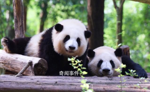 大熊猫和花和叶已被企业认养 并再次命名为思宝和盼奥