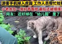 工作人员帮游客捡手机被幼虎围观 还顺手摸了下虎头