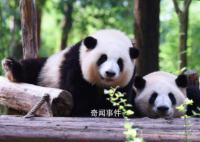 大熊猫和花和叶已被企业认养 并再次命名为思宝和盼奥