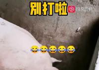 小猪打架被猪妈妈一秒制服 猪妈妈很生气后果很严重