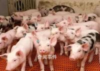 猪粮比价回升至二级预警区间 连续三周处于5∶1—6∶1之间