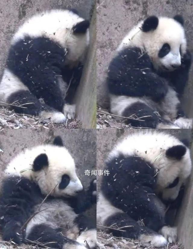 基地回应大熊猫福菀被游客泼水 福菀健康且状态稳定