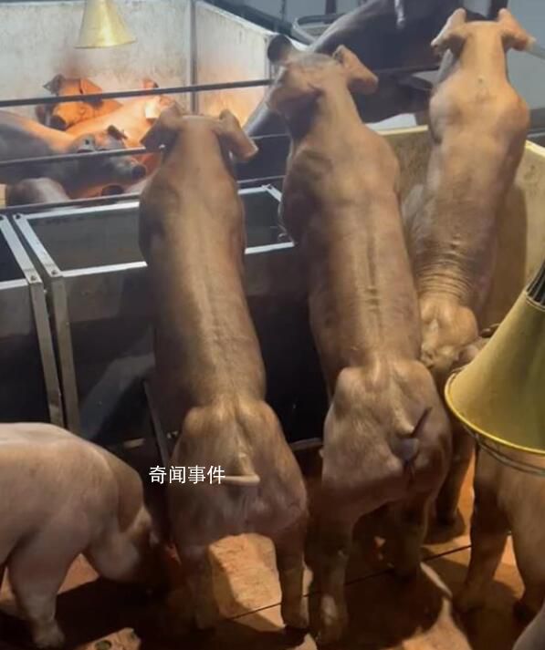 健身猪一只最高能卖8万元 主要用来配种