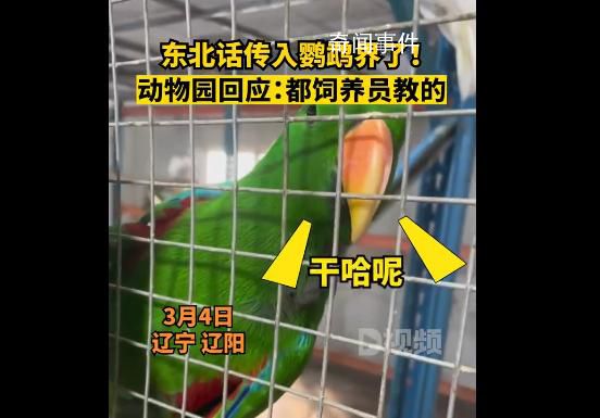 辽宁一动物园鹦鹉满嘴东北味 吸引了不少游客