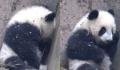 基地回应大熊猫福菀被游客泼水 福菀健康且状态稳定