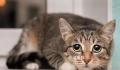 澳大利亚将对猫实行宵禁 逃跑出门或被处决