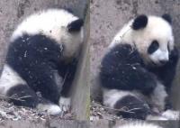基地回应大熊猫福菀被游客泼水 福菀健康且状态稳定