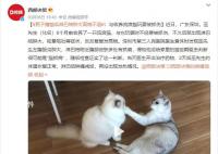 男子撸猫后淋巴结肿大高烧不退 猫抓病会致死吗