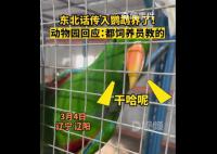 辽宁一动物园鹦鹉满嘴东北味 吸引了不少游客