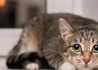 澳大利亚将对猫实行宵禁 逃跑出门或被处决